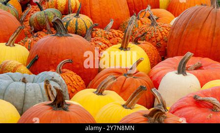 A colorful assortment of pumpkins in different shapes, sizes, and textures at Tougas Family Farm, Northborough, Massachusetts, during the fall harvest Stock Photo