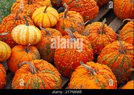 Close-up of Knucklehead pumpkins with warty textures on display at Tougas Family Farm, Northborough, Massachusetts, during the fall harvest season. Stock Photo