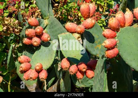A close-up view of a prickly pear cactus with clusters of ripe, red fruit. The large, green, paddle-shaped cactus pads are covered with spines. Stock Photo