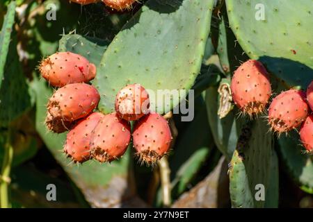 A close-up view of a prickly pear cactus with clusters of ripe, red fruit. The large, green, paddle-shaped cactus pads are covered with spines. Stock Photo