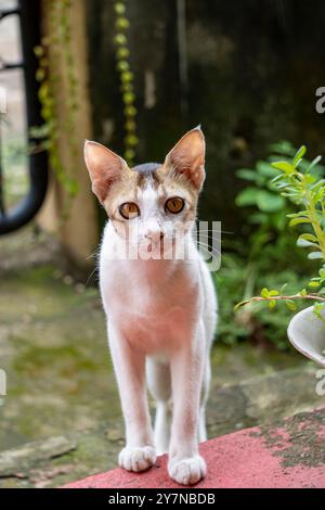 Beautiful white short haired Bengal Cat with a cute look Stock Photo