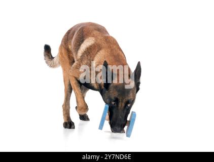 belgian shepherd in front of white background Stock Photo