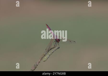 close-up of red damselfly resting on a small branch Stock Photo