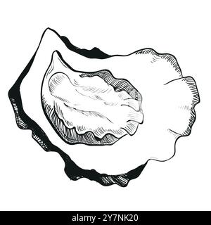 Vector sketch of oyster. Hand drawn open oyster shell. Seafood isolated on white background, linear sketch. Engraving effect, linear ink drawing. Clip Stock Vector