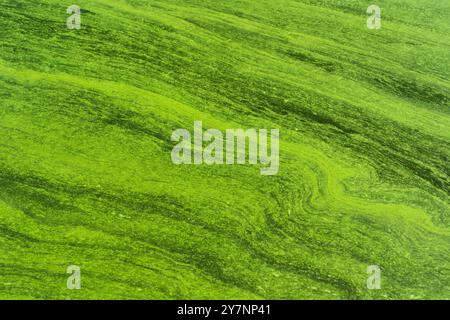 Abstract background made of detailed close-up image of green algae in water, showcasing its flowing texture and vibrant color, ideal for environmental Stock Photo