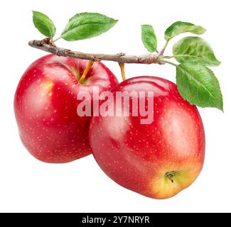 Ripe red apples on branch with green leaves on white background. File contains clipping path. Stock Photo