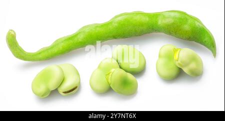 Green young broad bean pod and several broad beans near its isolated on white background. Stock Photo