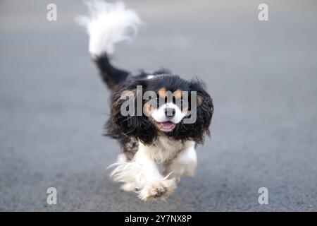 A lively and energetic cavalier king charles spaniel is joyfully running along the street as it enjoys its time outside Stock Photo