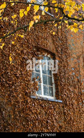 Old brick wall covered with leaves with window in Autumn Stock Photo