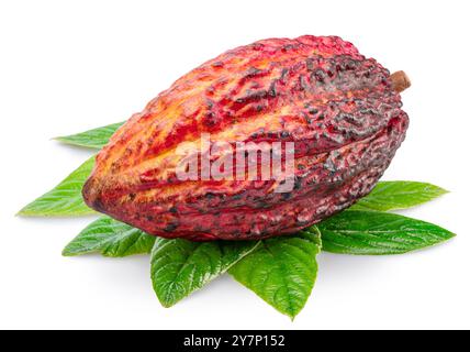 Cocoa fruit or cocoa pod over green leaves isolated on white background. Clipping path. Stock Photo