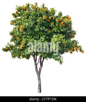 Tangerine tree with ripe orange tangerines isolated on white background. File contains clipping path. Stock Photo