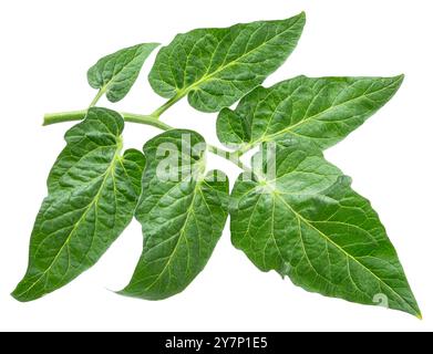 Fresh green tomato leaves isolated on white background. File contains clipping path. Stock Photo