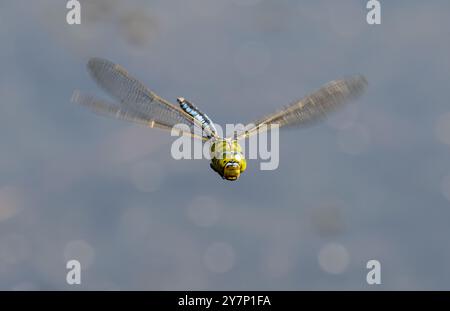 Female Emperor Dragonfly - Anax imperator Stock Photo