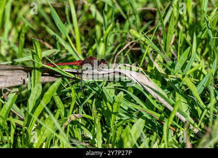 Male Ruddy Darter, Dragonfly, Sympetrum sanguineum Stock Photo