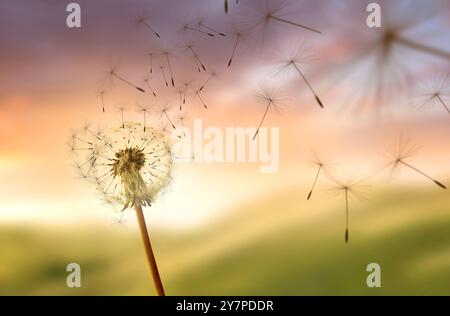 Dandelion Seeds Blowing In The Wind, change and growth concept. Stock Photo