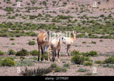 Two young guanacos, called chulengos, with an adult guanaco on a high plateau in Los Cardones National Park in Argentina. Stock Photo