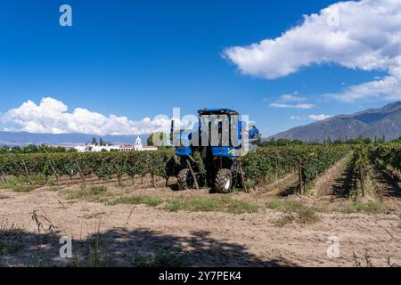 A motorized grape harvesting machine in the vineyard of the Bodega El Esteco winery in Cafayate, Argentina. Stock Photo