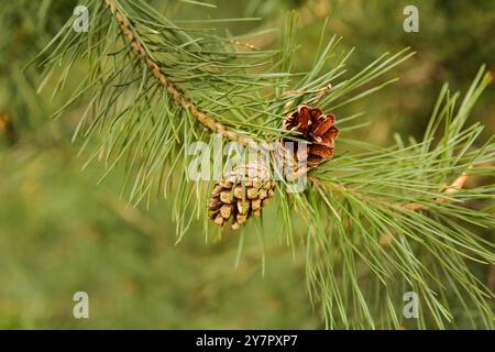 Close-up of pine cones (Abies) and needles on an evergreen tree branch Stock Photo