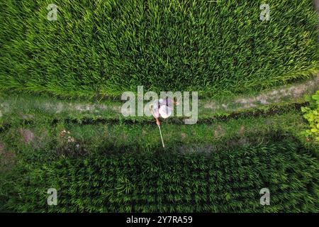 Rice farmer sprays herbicide in a paddy rice field located in Ubud, Bali island, Indonesia. Stock Photo