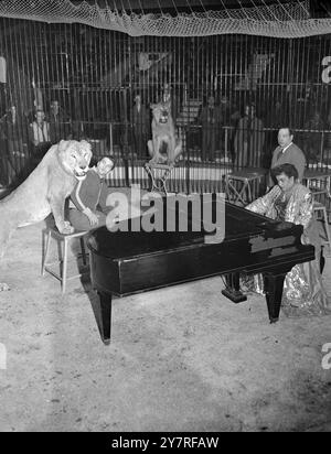 Jungle Boogie for the lions. On 22.12.53, pianist Winifred Atwell played 'Jungle Boogie' to an audience of two lions and their trainer at Jack Hylton's Earls Court Circus, London, this morning. Fortunately for Miss Atwell, the lions didn't seem to mind her playing, for she was in the cage with them, rehearsing for a gala charity performance of the circus to be held tomorrow. The rehearsal was originally scheduled for last Sunday but had to be postponed at the trainer's request—his lions were too nervous. I.N.P. photo shows Royal and his trainer, the French Tarzan, sitting by the piano as Winif Stock Photo