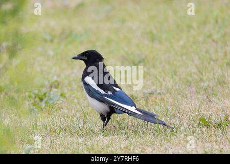 Magpie bird stands on the road in summer Stock Photo