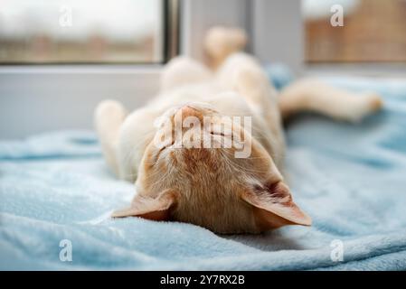 A ginger Burmese kitten is resting on a windowsill near a window. The cute cat is sleeping sweetly on a blue blanket. Stock Photo