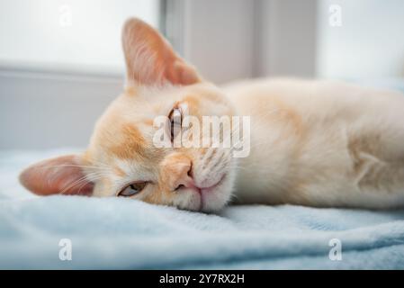 A ginger Burmese kitten is resting on a windowsill near a window. The cute cat is sleeping sweetly on a blue blanket. Stock Photo