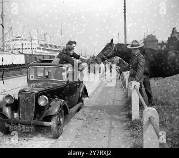 MOUNTIES GET THEIR HORSES The horses of the contingent of Royal Canadian Mounted Police in London for the Coronation, arrived at the Royal Albert Dock aboard the 'Beaverburn' this afternoon.  Photo shows : Doris Bartlett and Peggy Ellis, who work at the docks, offer 'Bob' a tasty morsel after his long voyage, watched by his rider Constable Robert Camm. 12 May 1953 Stock Photo