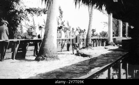 A small crowd watches as a Seminole Indian wrestles an alligator at Musa Isle Seminole Indian Village in Miami, Florida, in the early 20th century. (USA) Stock Photo