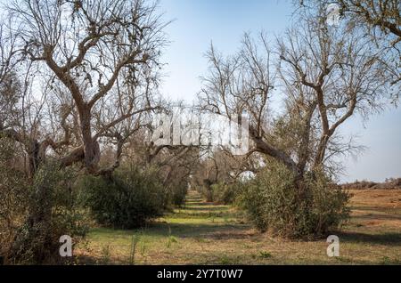 Dying and dead diseased mature olive trees killed by Xylella fastidiosa, a deadly bacteria carried by insects that originated in  Costa Rica. Olive tr Stock Photo