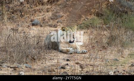 Gorgeous Lioness in her habitat.The Asiatic lion is a subspecies of lion found in India. It has a distinctive mane and a tawny coat. Stock Photo