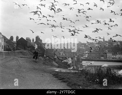 SEAGULLS ' FISH QUEUE . Swooping , diving , filling the air with beating wings are these hungry seagulls as they gather near the fish curing sheds on Whitby East Cliff , Yorkshire , for the pieces of fish refuse brought out to them by the kindly fisherwomen .  1950 Stock Photo