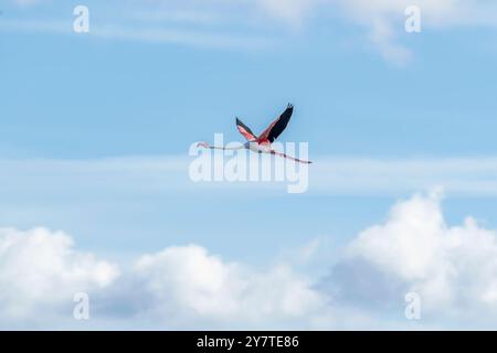A beautiful pink flamingo in flight against the blue sky with white clouds Stock Photo