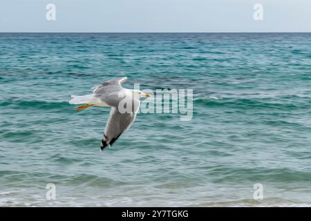 A seagull flying over the sea photographed with the panning technique Stock Photo
