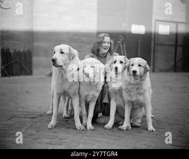 Rhodesian Ridgeback Dog Photographed in a Professional Studio ...