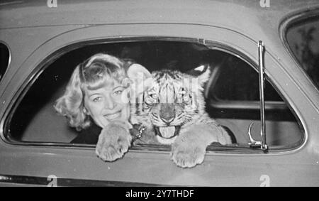 SMILE ON THE FACE OF THE TIGER  This amiable-looking Tiger, radiating love of mankind through the window of a car, is four-months-old Radjah of the Wassenaar zoo, near The Hague, Holland . With him is Mrs. Louwman , wife of the zoo manager, to whom he has become friend and companion. The Tiger goes shopping with Mrs. Louman every morning, waits patiently in the car while his mistress makes her purchases. 20 October 1949 Stock Photo