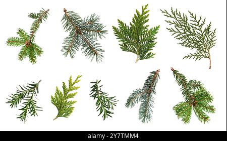A set of different coniferous branches isolated on white background. Branches of blue spruce, spruce, thuja, yew. Stock Photo