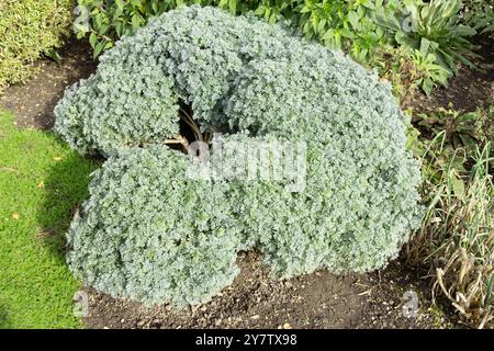 Ruta graveolens, commonly known as the herb rue, common rue or herb-of-grace, growing in the UK Stock Photo