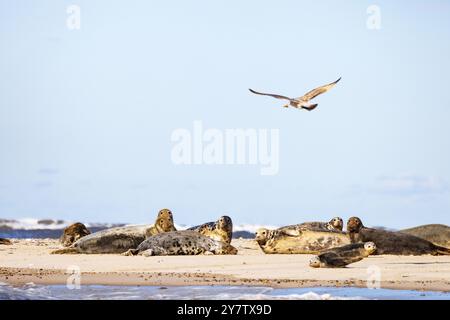 UK wildlife; a seagull flying over a group of grey seals (Halichoerus grypus) on the north Norfolk coast at Blakeney Point, Blakeney Norfolk UK Stock Photo