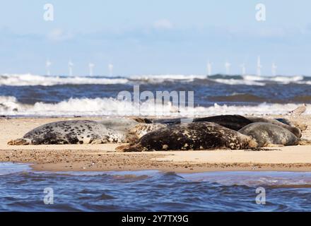 A group of grey seals (Halichoerus grypus) with a green energy offshore wind farm; Blakeney Point, north Norfolk coast, Blakeney, Norfolk UK Stock Photo