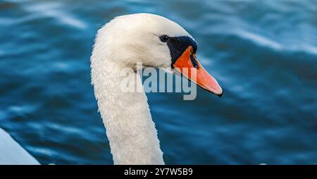 Side view head of white swan on blue dark lake. Curved neck, orange beak, black eye. Blurring Stock Photo