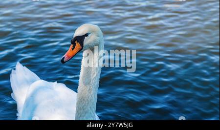 Lonely swan on lake with dark waves. White swan covered with small drops water. Looks into camera Stock Photo