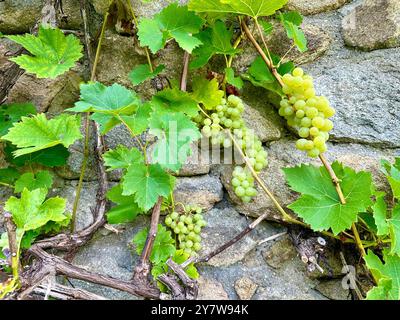 Detail image of vibrant green grapes on the vine Stock Photo - Alamy