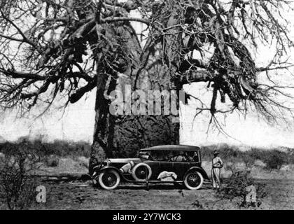 A Rolls-Royce beside a giant cream-of-tartar tree in South Africa : A halt on the road between Trichardt and Messina .Louis Trichardt is the chief town of the Zoutpansberg district , Northern Transvaal , and Messina , near the Limpopo River , has large copper mines . The Kerramatata , or cream of tartar tree , is so called from the acid powder in its fruit , used by the Boers as a remedy for fever . Some of these trees are a hundred feet in girth . 19 March 1927 Stock Photo