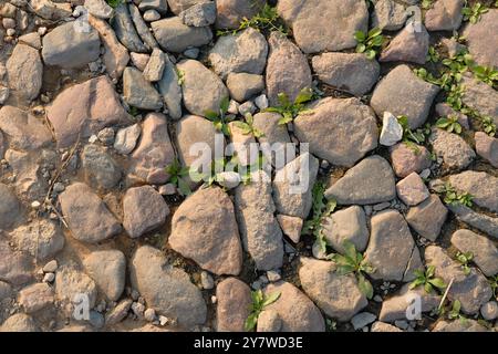 Top view of stone road fragment. Dry land with stones. Abstract natural textured background. Stones and pebbles on the ground. Stock Photo