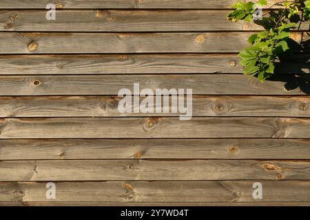 Old wooden plank background. Old brown garden fence with green leaves, copy space, text place. Wooden horizontal board texture, banner. Stock Photo