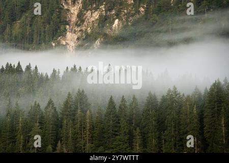 Gloomy and dark forest during a foggy morning with the best mystic atmosphere in the border between Slovenia and Italy. Stock Photo