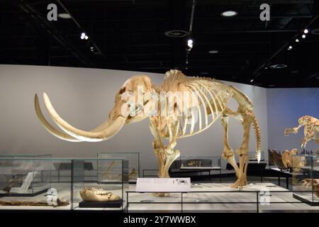 Mammoth bones in a museum, showcasing ancient prehistoric life and paleontological significance. Stock Photo