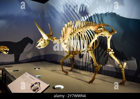 Prehistoric Bones in a museum, showcasing ancient prehistoric life and paleontological significance. Stock Photo