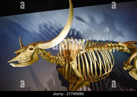 Prehistoric Bones in a museum, showcasing ancient prehistoric life and paleontological significance. Stock Photo